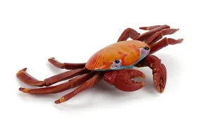 2Pcs Sally Crab 19 * 12.5 cm Sally Crab toy educational simulation animal marine life model realistic gift props children learning AZ10565