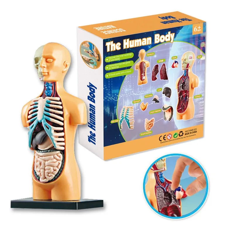 3D Human Body Torso Model Educational Assembly