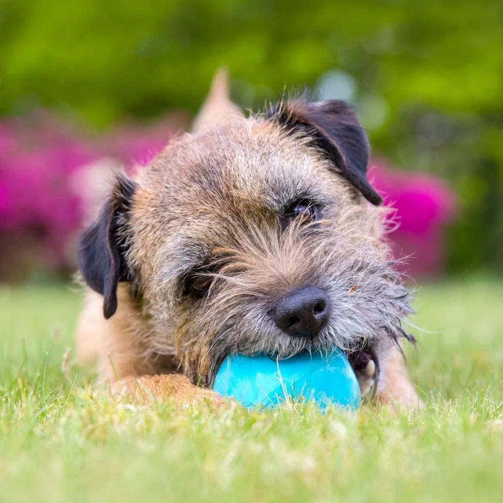 Beco Rubber Ball dog toy (Blue)