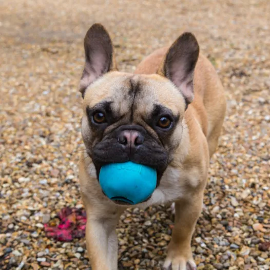 Beco Rubber Ball dog toy (Blue)