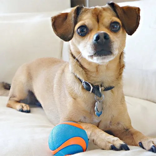 Chuckit! Ultra Squeaker Dog Toy