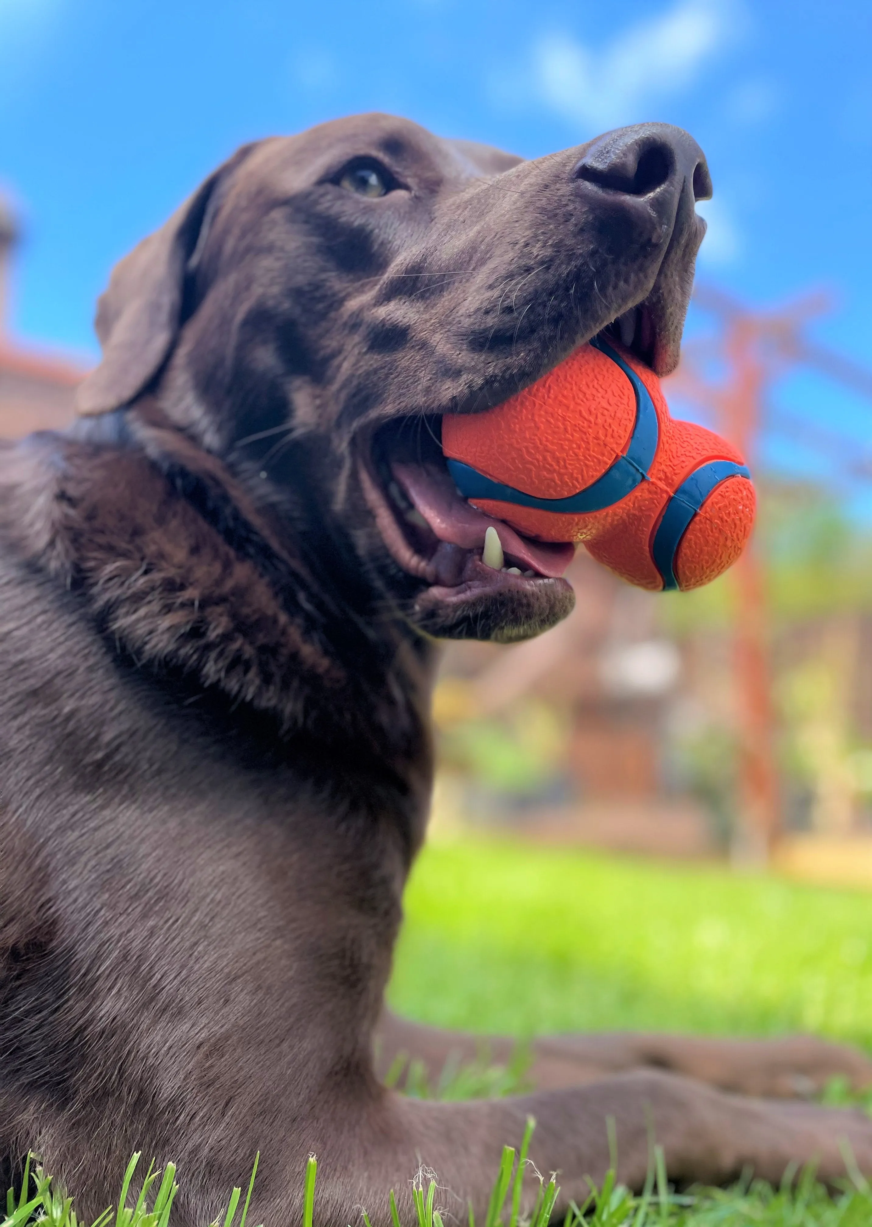 Chuckit! Ultra Tumbler Dog Toy