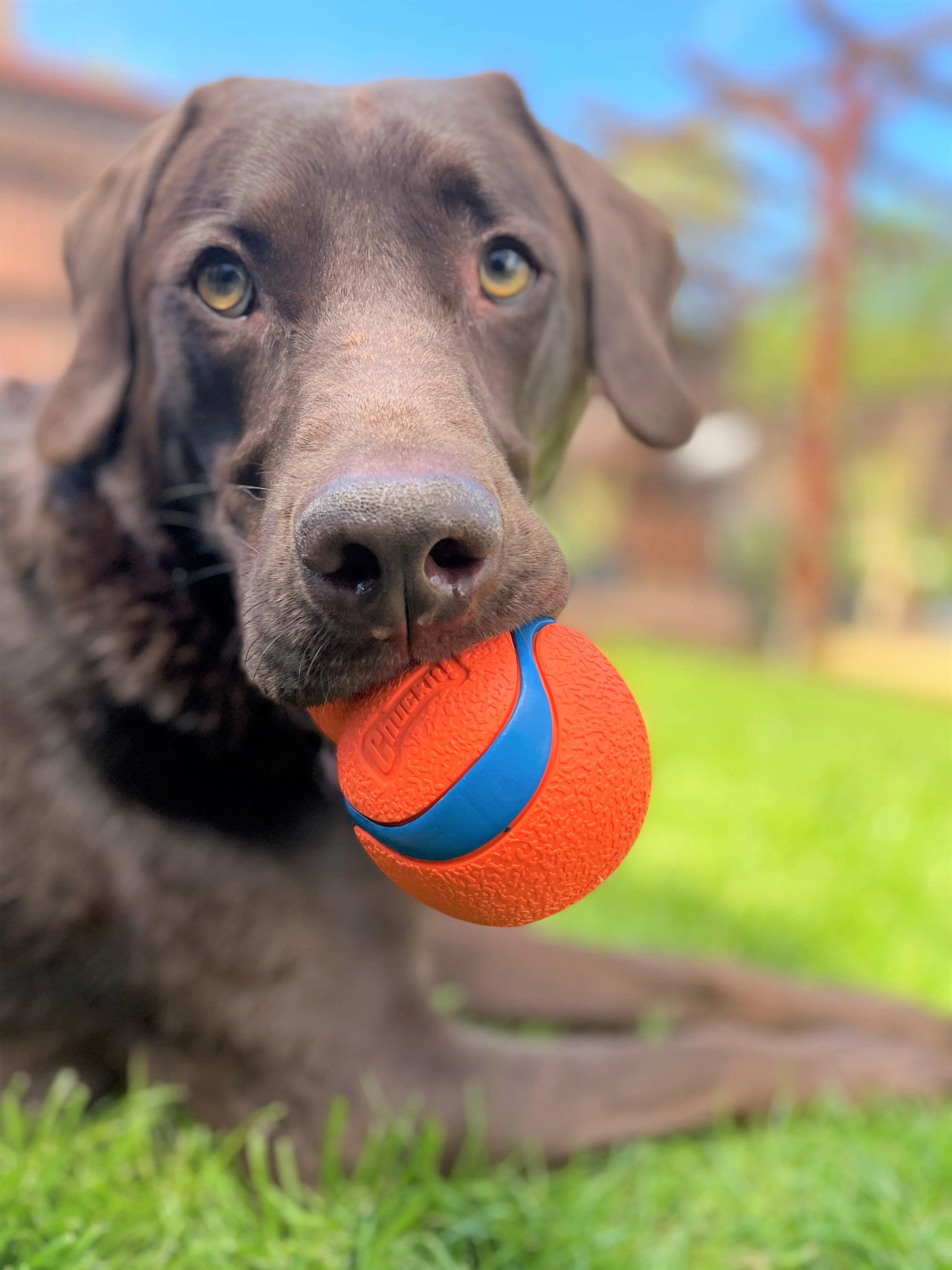 Chuckit! Ultra Tumbler Dog Toy
