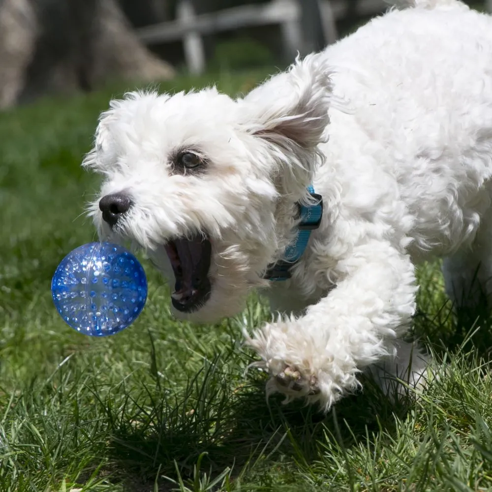 Kong Squeezz® Geodz Dog Toy (2 pk)