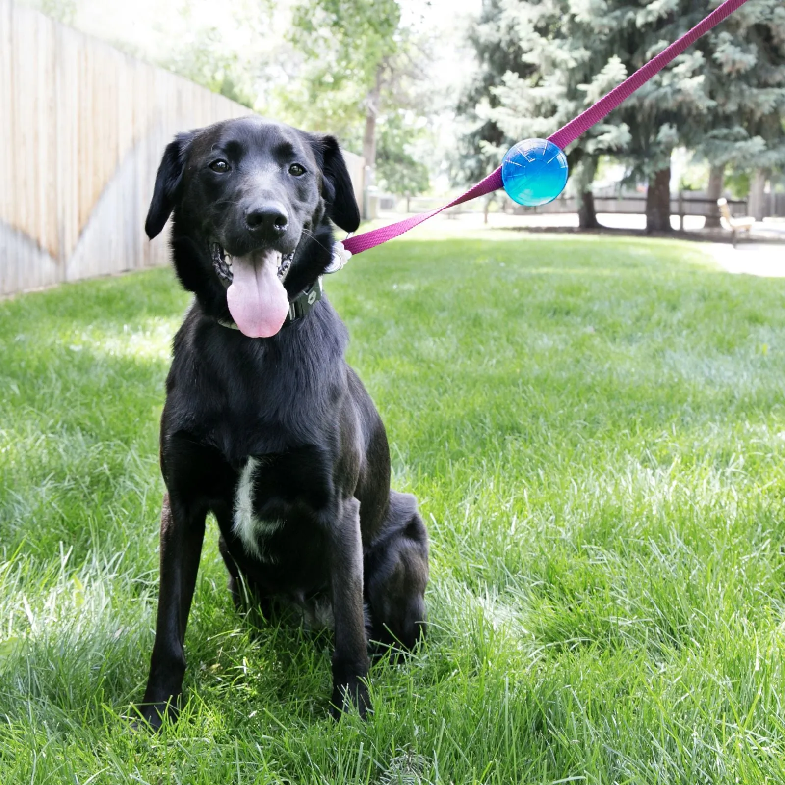 Kong TagALong™ Dog Ball