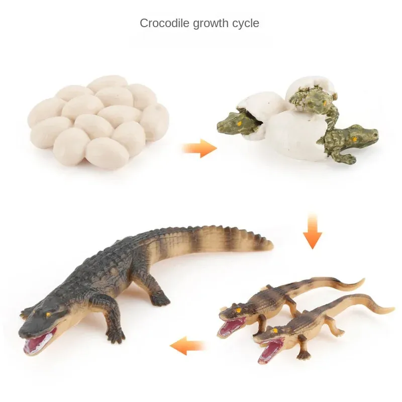OozDec Simulation Small Animal Model Toy Growth Life Cycle Frog Turtle Chicken Montessori Kindergarten Teaching Aids Wholesale