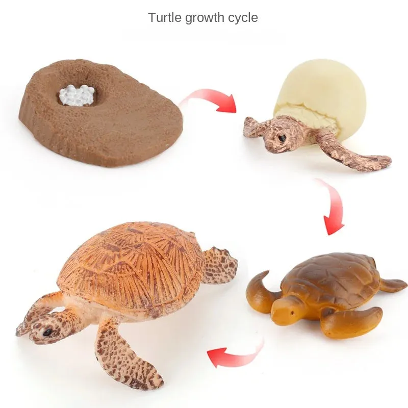OozDec Simulation Small Animal Model Toy Growth Life Cycle Frog Turtle Chicken Montessori Kindergarten Teaching Aids Wholesale