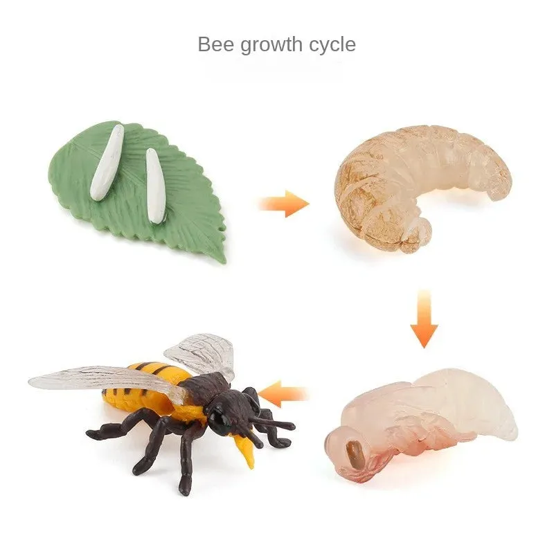 OozDec Simulation Small Animal Model Toy Growth Life Cycle Frog Turtle Chicken Montessori Kindergarten Teaching Aids Wholesale