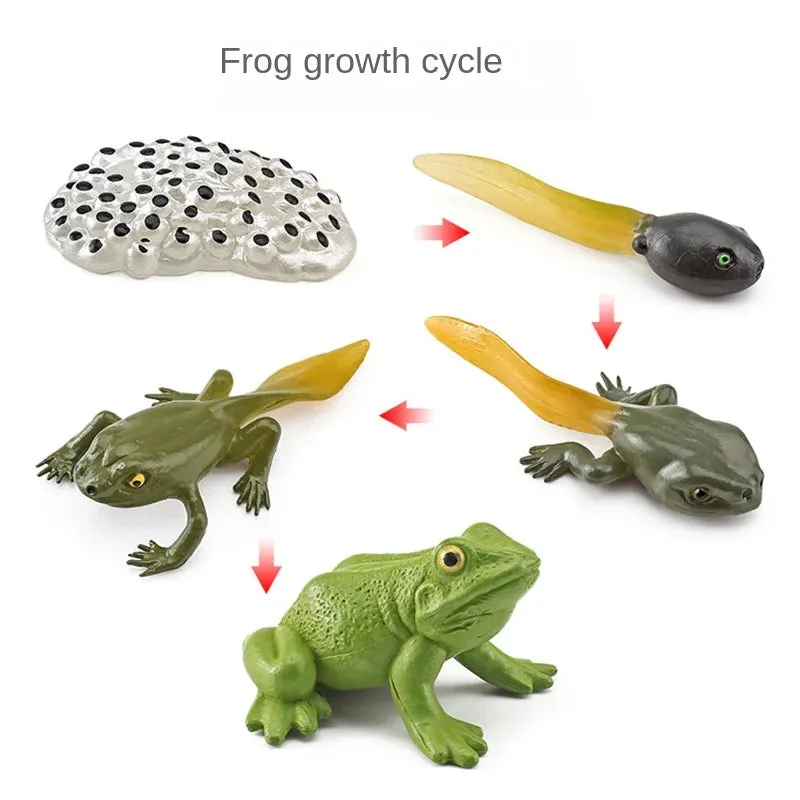 OozDec Simulation Small Animal Model Toy Growth Life Cycle Frog Turtle Chicken Montessori Kindergarten Teaching Aids Wholesale