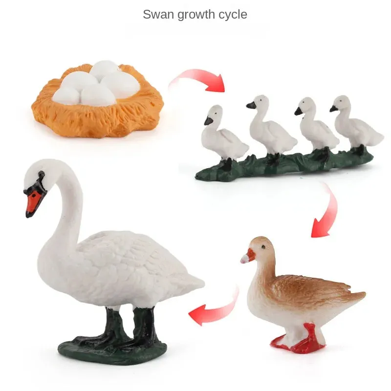 OozDec Simulation Small Animal Model Toy Growth Life Cycle Frog Turtle Chicken Montessori Kindergarten Teaching Aids Wholesale
