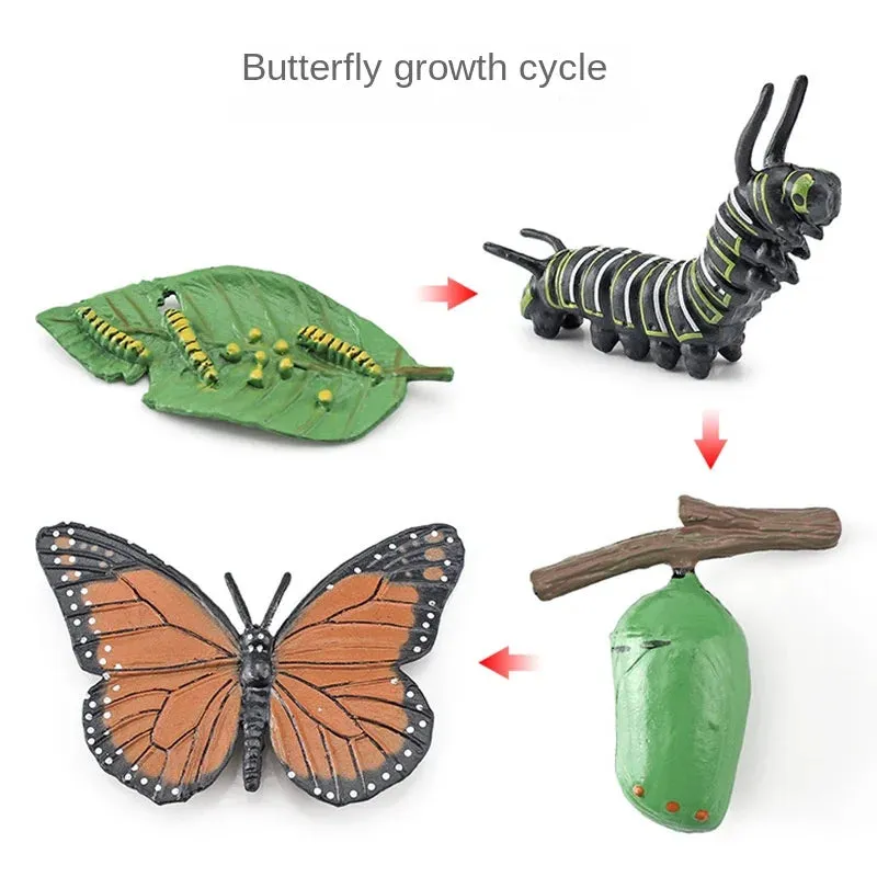 OozDec Simulation Small Animal Model Toy Growth Life Cycle Frog Turtle Chicken Montessori Kindergarten Teaching Aids Wholesale