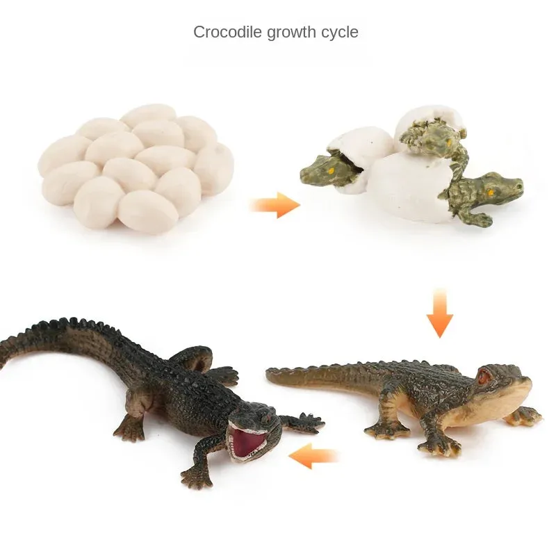 OozDec Simulation Small Animal Model Toy Growth Life Cycle Frog Turtle Chicken Montessori Kindergarten Teaching Aids Wholesale