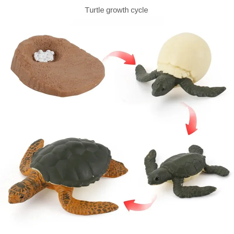 OozDec Simulation Small Animal Model Toy Growth Life Cycle Frog Turtle Chicken Montessori Kindergarten Teaching Aids Wholesale