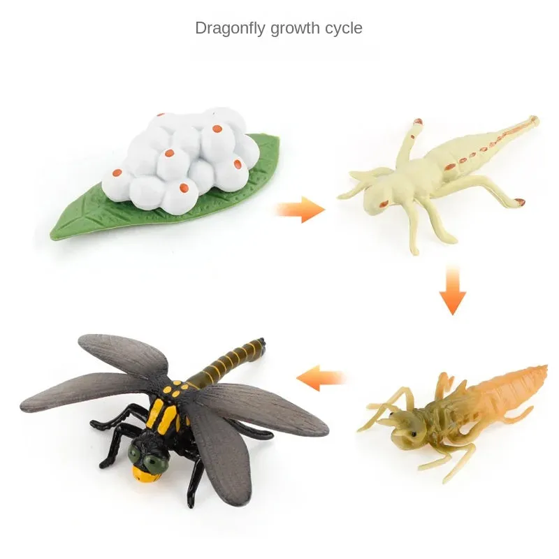 OozDec Simulation Small Animal Model Toy Growth Life Cycle Frog Turtle Chicken Montessori Kindergarten Teaching Aids Wholesale
