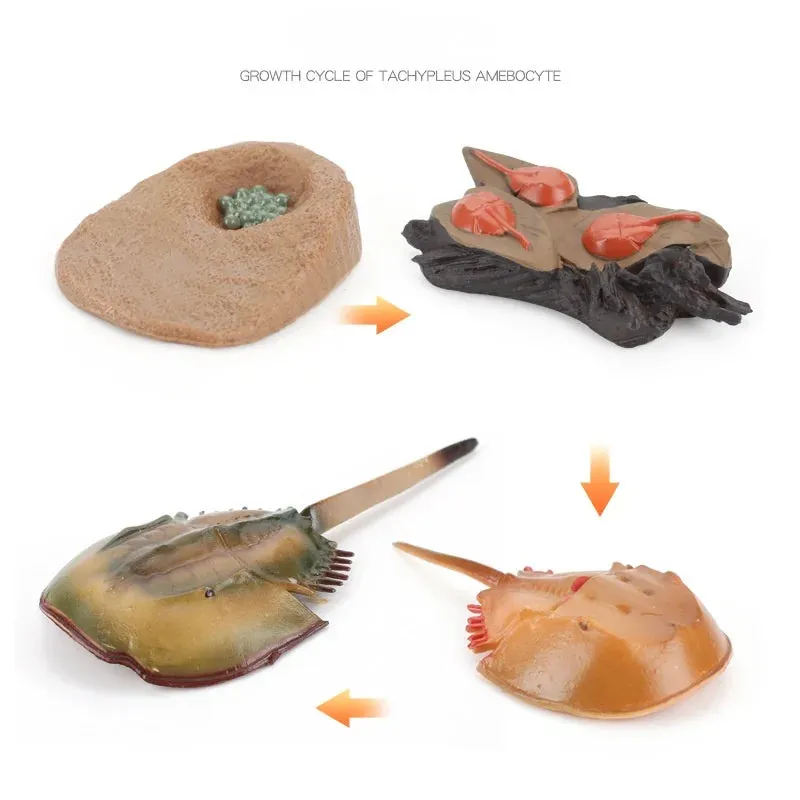 OozDec Simulation Small Animal Model Toy Growth Life Cycle Frog Turtle Chicken Montessori Kindergarten Teaching Aids Wholesale