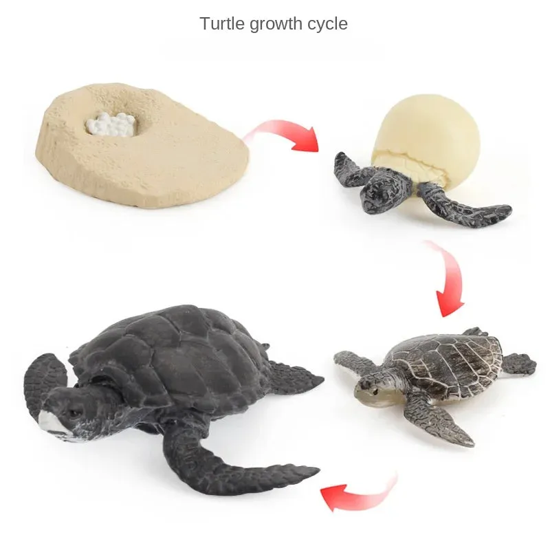 OozDec Simulation Small Animal Model Toy Growth Life Cycle Frog Turtle Chicken Montessori Kindergarten Teaching Aids Wholesale