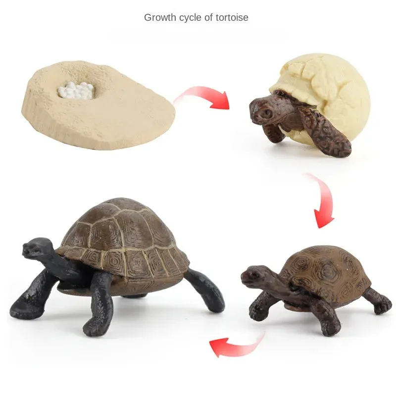 OozDec Simulation Small Animal Model Toy Growth Life Cycle Frog Turtle Chicken Montessori Kindergarten Teaching Aids Wholesale