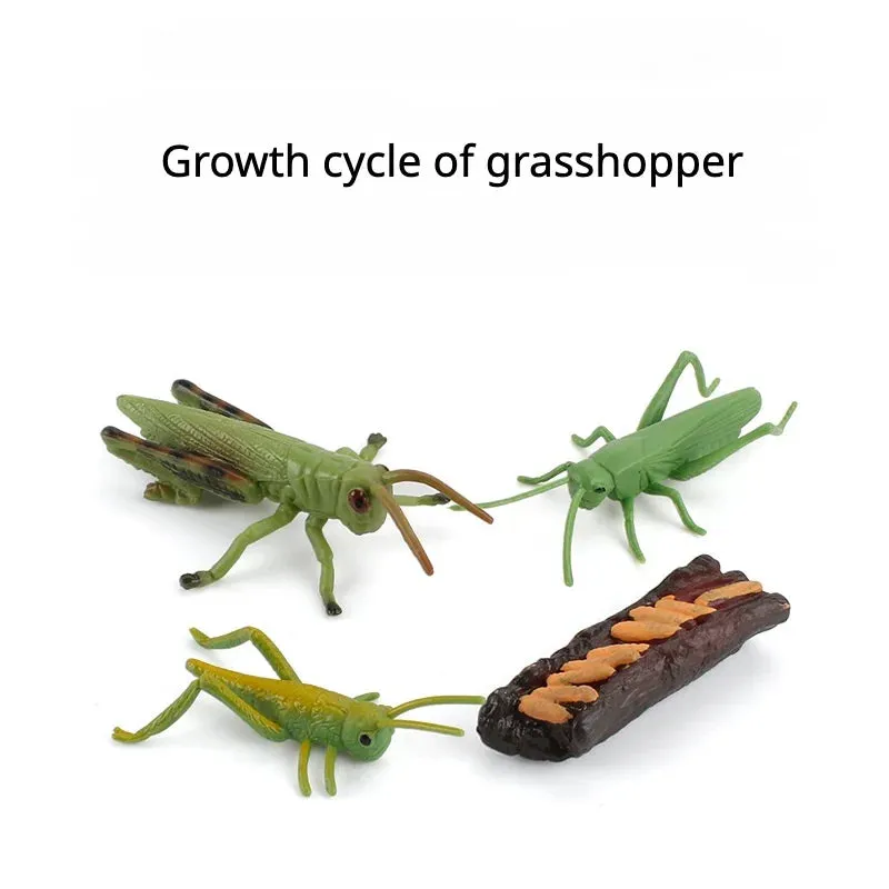 OozDec Simulation Small Animal Model Toy Growth Life Cycle Frog Turtle Chicken Montessori Kindergarten Teaching Aids Wholesale