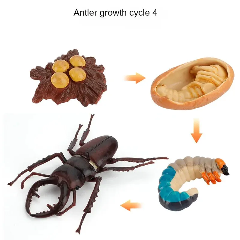 OozDec Simulation Small Animal Model Toy Growth Life Cycle Frog Turtle Chicken Montessori Kindergarten Teaching Aids Wholesale