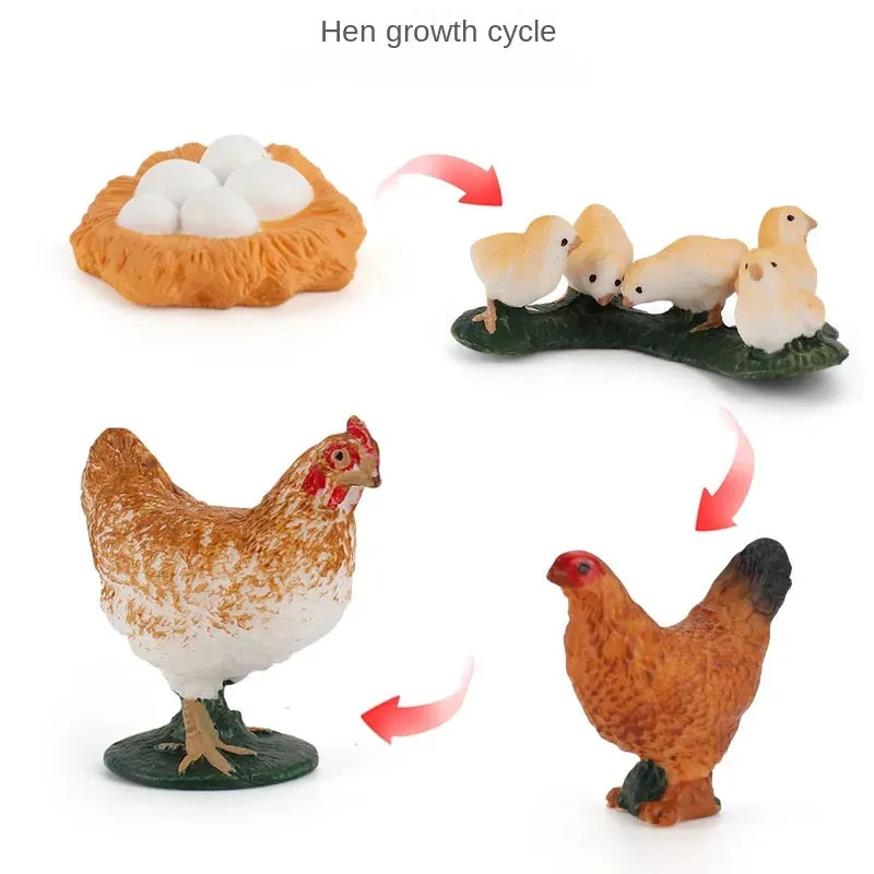 OozDec Simulation Small Animal Model Toy Growth Life Cycle Frog Turtle Chicken Montessori Kindergarten Teaching Aids Wholesale
