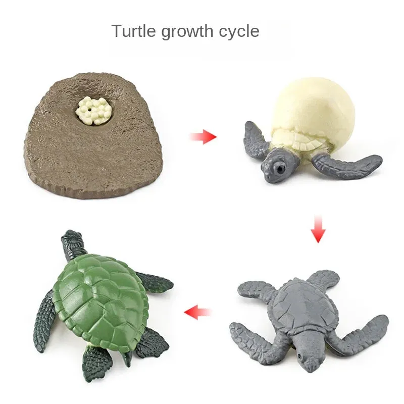 OozDec Simulation Small Animal Model Toy Growth Life Cycle Frog Turtle Chicken Montessori Kindergarten Teaching Aids Wholesale