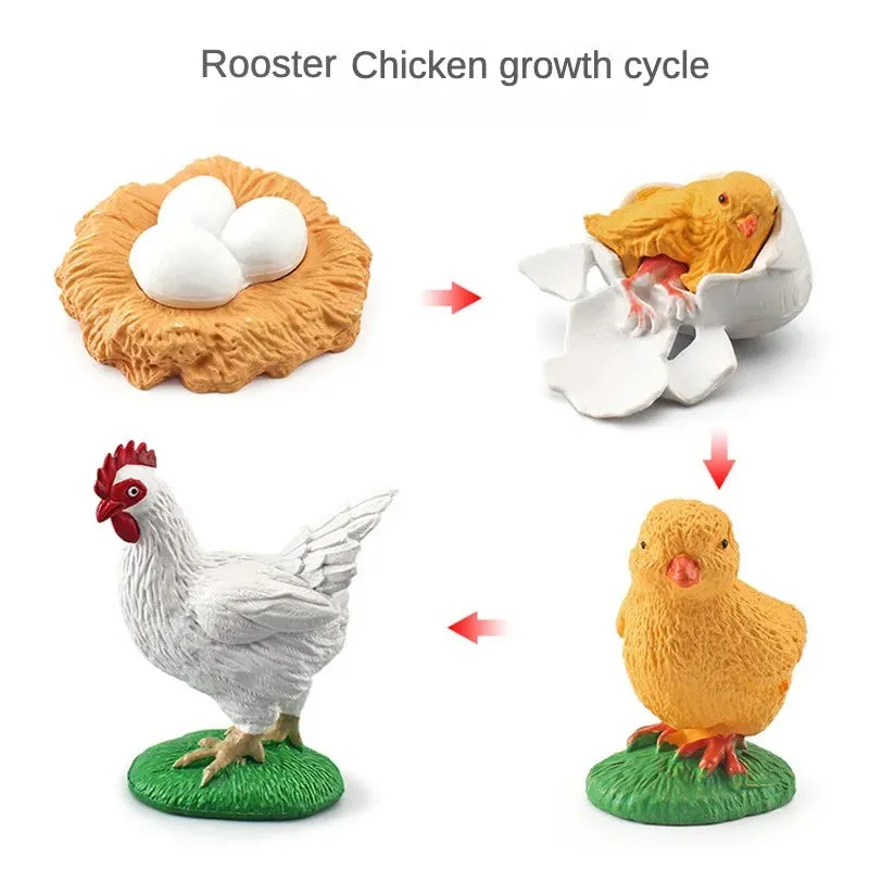 OozDec Simulation Small Animal Model Toy Growth Life Cycle Frog Turtle Chicken Montessori Kindergarten Teaching Aids Wholesale