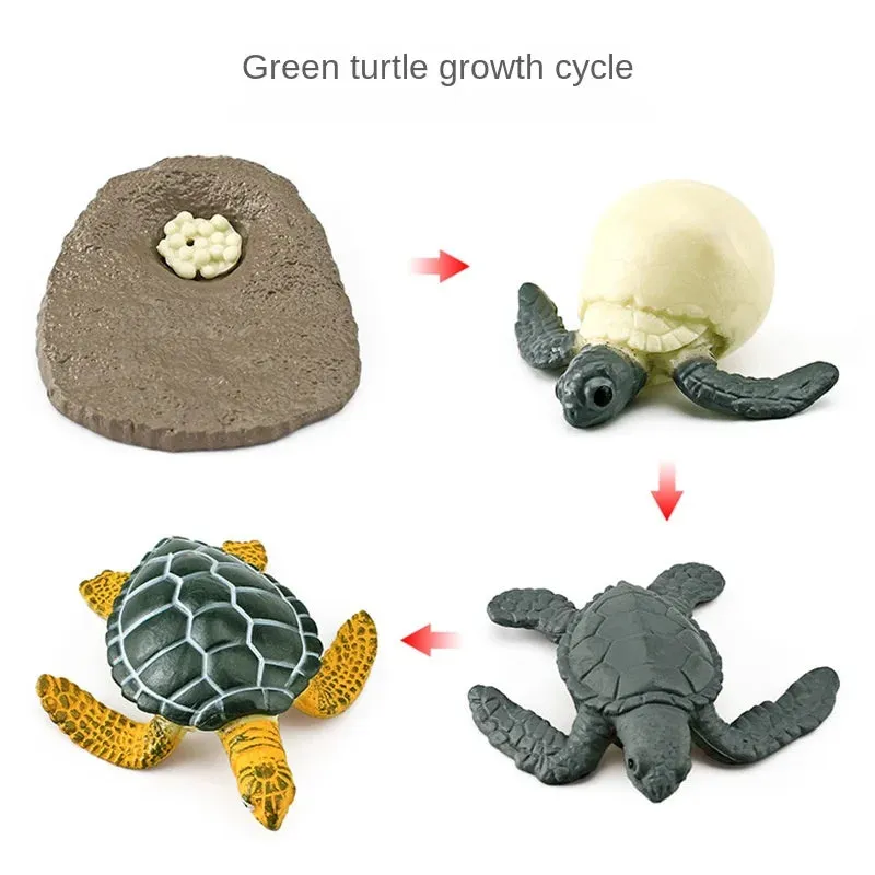 OozDec Simulation Small Animal Model Toy Growth Life Cycle Frog Turtle Chicken Montessori Kindergarten Teaching Aids Wholesale