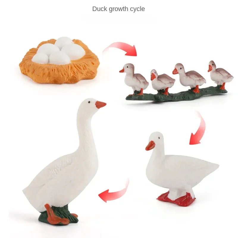 OozDec Simulation Small Animal Model Toy Growth Life Cycle Frog Turtle Chicken Montessori Kindergarten Teaching Aids Wholesale