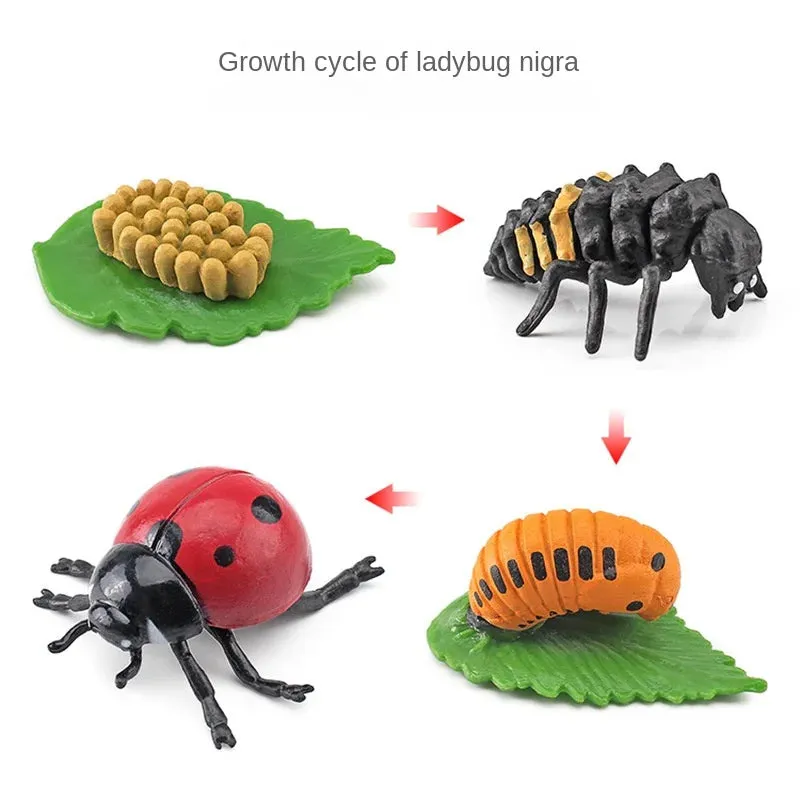 OozDec Simulation Small Animal Model Toy Growth Life Cycle Frog Turtle Chicken Montessori Kindergarten Teaching Aids Wholesale