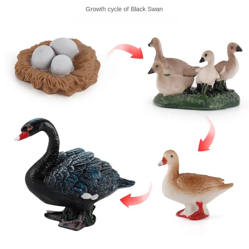 OozDec Simulation Small Animal Model Toy Growth Life Cycle Frog Turtle Chicken Montessori Kindergarten Teaching Aids Wholesale
