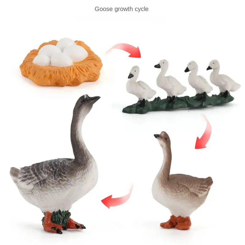 OozDec Simulation Small Animal Model Toy Growth Life Cycle Frog Turtle Chicken Montessori Kindergarten Teaching Aids Wholesale