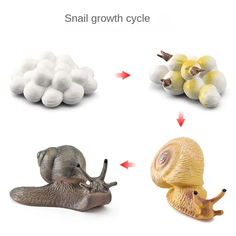 OozDec Simulation Small Animal Model Toy Growth Life Cycle Frog Turtle Chicken Montessori Kindergarten Teaching Aids Wholesale