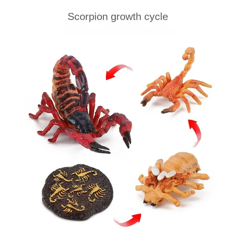 OozDec Simulation Small Animal Model Toy Growth Life Cycle Frog Turtle Chicken Montessori Kindergarten Teaching Aids Wholesale