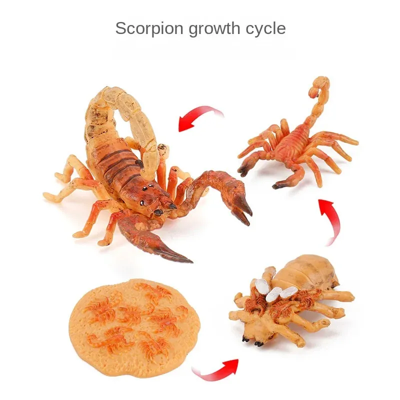 OozDec Simulation Small Animal Model Toy Growth Life Cycle Frog Turtle Chicken Montessori Kindergarten Teaching Aids Wholesale