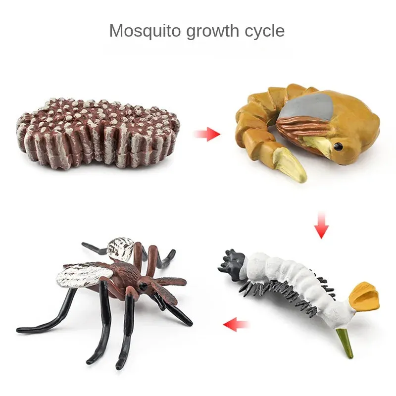 OozDec Simulation Small Animal Model Toy Growth Life Cycle Frog Turtle Chicken Montessori Kindergarten Teaching Aids Wholesale