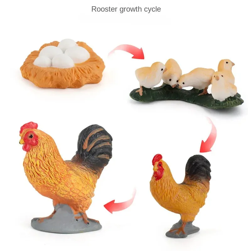 OozDec Simulation Small Animal Model Toy Growth Life Cycle Frog Turtle Chicken Montessori Kindergarten Teaching Aids Wholesale