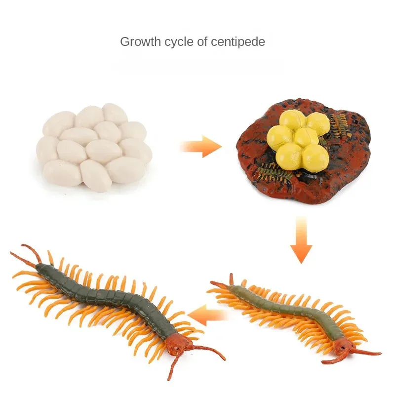 OozDec Simulation Small Animal Model Toy Growth Life Cycle Frog Turtle Chicken Montessori Kindergarten Teaching Aids Wholesale