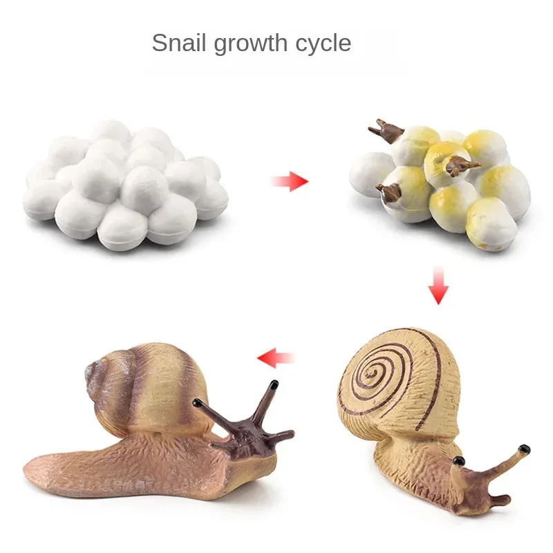 OozDec Simulation Small Animal Model Toy Growth Life Cycle Frog Turtle Chicken Montessori Kindergarten Teaching Aids Wholesale