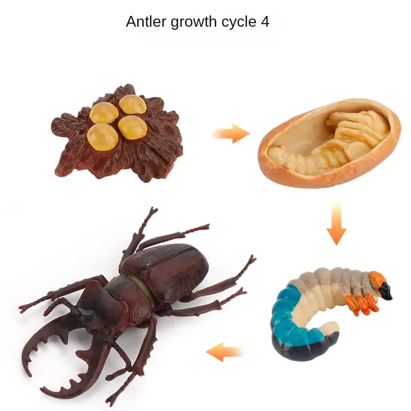 OozDec Simulation Small Animal Model Toy Growth Life Cycle Frog Turtle Chicken Montessori Kindergarten Teaching Aids Wholesale