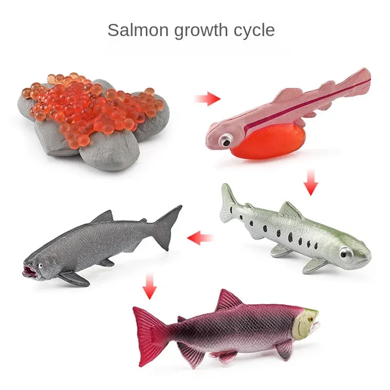 OozDec Simulation Small Animal Model Toy Growth Life Cycle Frog Turtle Chicken Montessori Kindergarten Teaching Aids Wholesale