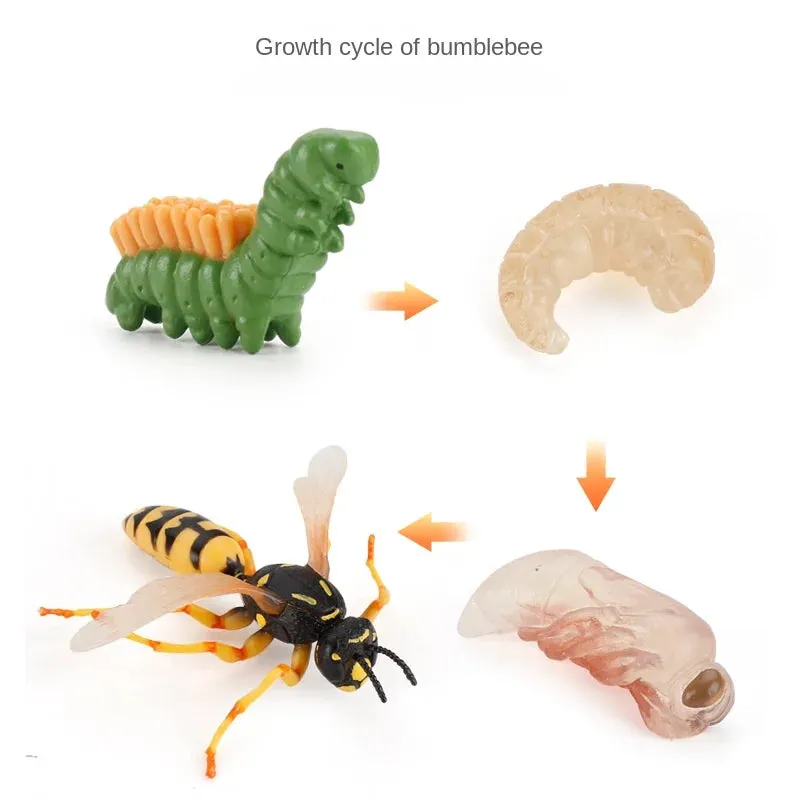 OozDec Simulation Small Animal Model Toy Growth Life Cycle Frog Turtle Chicken Montessori Kindergarten Teaching Aids Wholesale