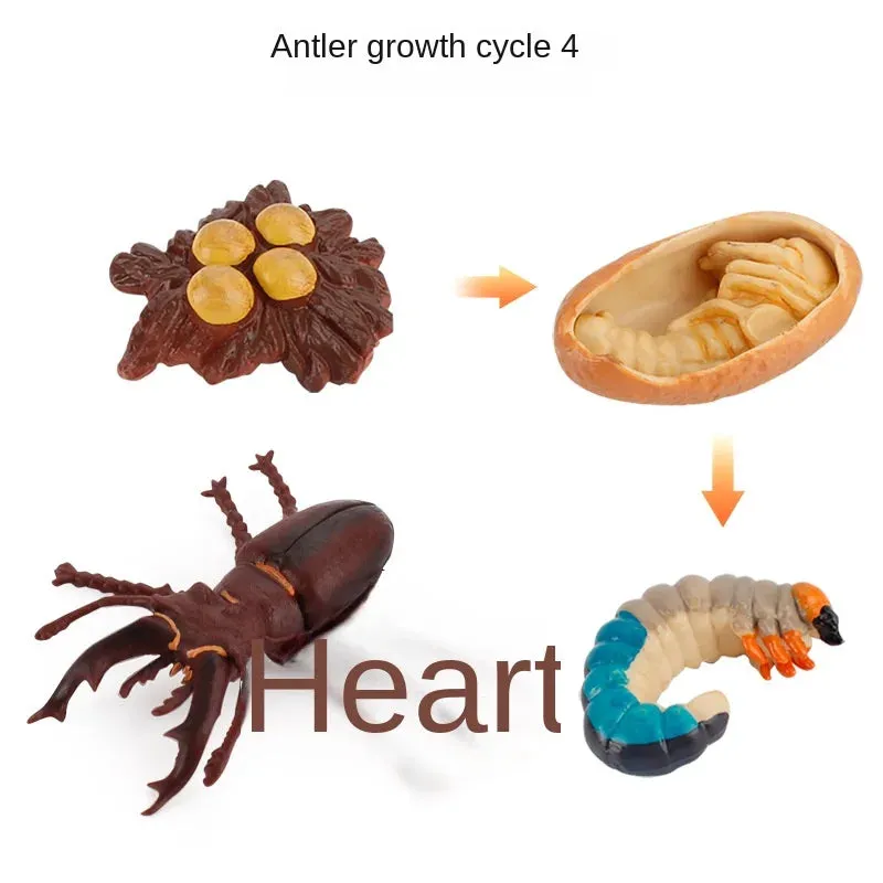 OozDec Simulation Small Animal Model Toy Growth Life Cycle Frog Turtle Chicken Montessori Kindergarten Teaching Aids Wholesale