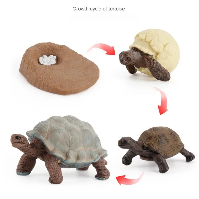 OozDec Simulation Small Animal Model Toy Growth Life Cycle Frog Turtle Chicken Montessori Kindergarten Teaching Aids Wholesale