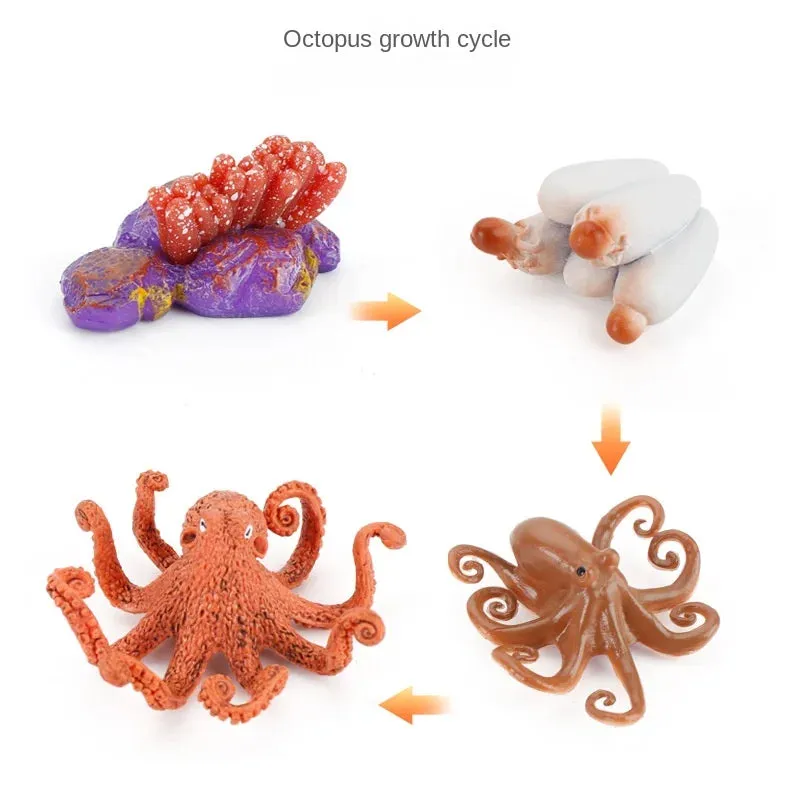OozDec Simulation Small Animal Model Toy Growth Life Cycle Frog Turtle Chicken Montessori Kindergarten Teaching Aids Wholesale