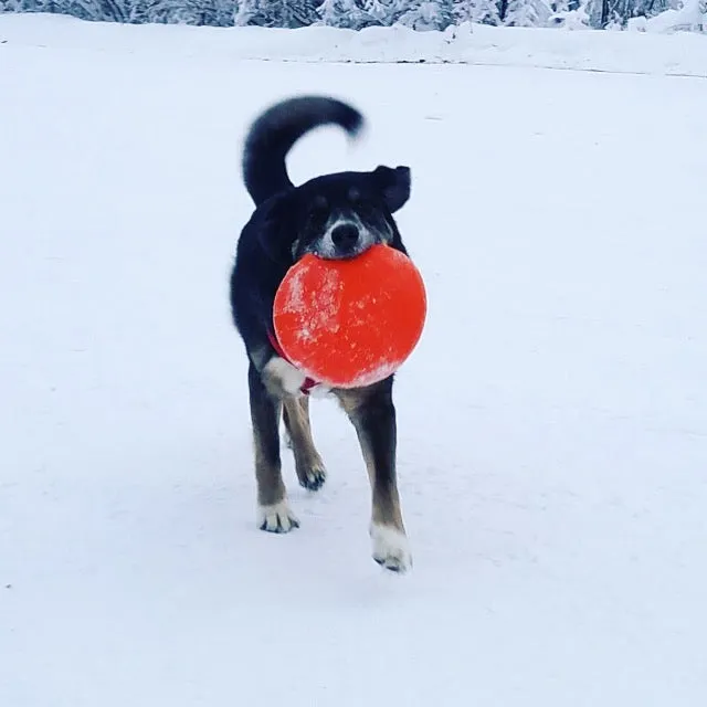 Rubber Frisbee for Dogs
