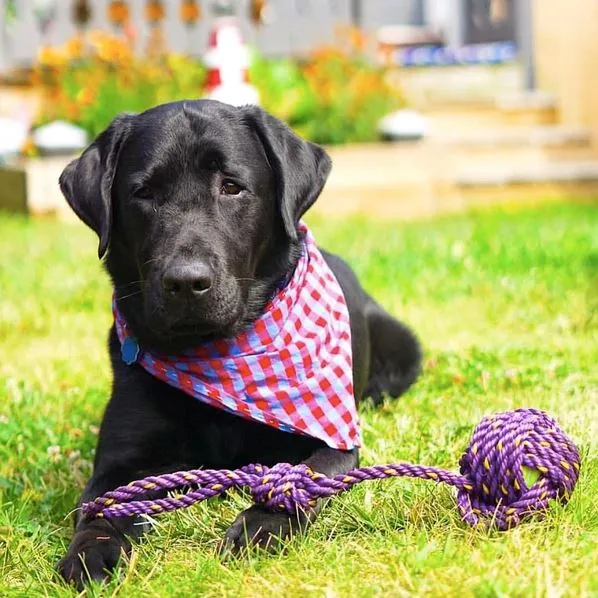 Sternlines - Lobster Rope Dog Toy - Sea N' Fetch